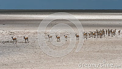 Herd of impala antelopes, Africa Stock Photo